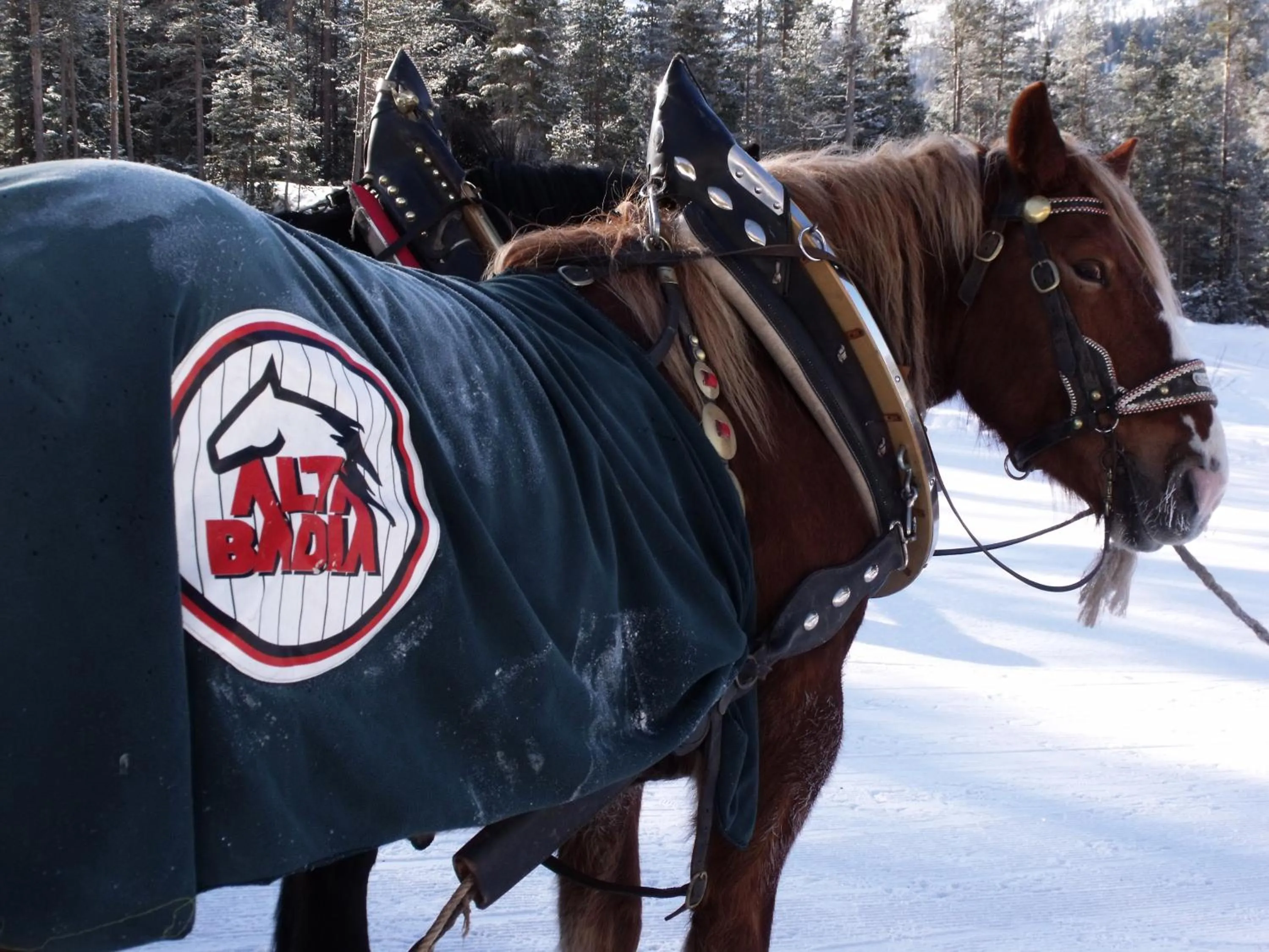 Horse-riding in Hotel Miramonti Corvara